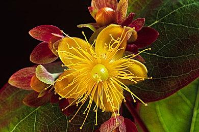 网易将在TGS 2023上公布全新游戏 面向PC＆主机